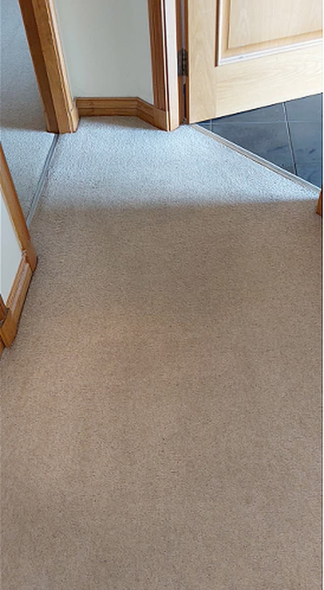 Carpet after professional cleaning