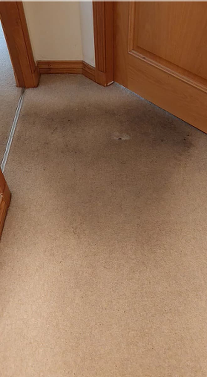 Carpet before professional cleaning